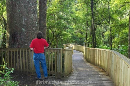 A.H.-Reed-Memorial-Kauri-Park;aerial-walkway;beautiful;beauty;boardwalk;boardwalks;bridge;bridges;bush;canopy-walk;endemic;fern;ferns;flora;footbridge;footbridges;forest;forestry;forests;green;kauri;kauris;lush;native;native-bush;natives;natural;nature;new-zealand;north-is.;north-island;Northland;outdoor;outdoors;rain-forest;rain-forests;rain_forest;rain_forests;rainforest;rainforests;scene;scenic;timber;tree;tree-trunk;tree-trunks;trees;trunk;trunks;undergrowth;walkway;Whangarei;wood;woods
