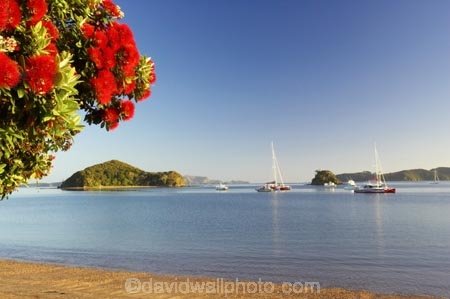 Bay-of-Islands;beach;beaches;boat;boats;crimson;flower;flowers;icon;icons;island;islands;leaf;leaves;Metrosideros-excelsa;native;nature;new-zealand;North-Auckland;north-is.;north-island;Northland;Paihia;Pohutukawa;pohutukawas;red;shore;shoreline;summer;symbol;symbols;tree;trees;yacht;yachts