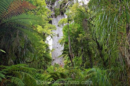 ancient;big;biggest;black-tree-fern;botany;bush;enormous;fern;ferns;flora;foiliage;forest;forests;giant;gigantic;huge;kauri;kauri-tree;kauri-trees;kauris;large;largest;mamaku;native;native-bush;native-forest;new-zealand;north-is.;north-island;Northland;old;ponga;punga;Tane-Mahuta;timber;tree;trees;very-old;Waipoua-Forest;waipoua-kauri-forest;wood