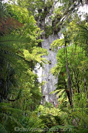 ancient;big;biggest;black-tree-fern;botany;bush;enormous;fern;ferns;flora;foiliage;forest;forests;giant;gigantic;huge;kauri;kauri-tree;kauri-trees;kauris;large;largest;mamaku;native;native-bush;native-forest;new-zealand;north-is.;north-island;Northland;old;ponga;punga;Tane-Mahuta;timber;tree;trees;very-old;Waipoua-Forest;waipoua-kauri-forest;wood