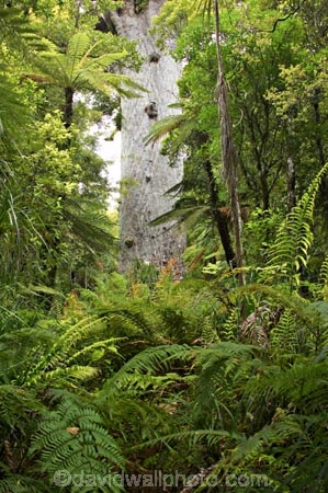 ancient;big;biggest;black-tree-fern;botany;bush;enormous;fern;ferns;flora;foiliage;forest;forests;giant;gigantic;huge;kauri;kauri-tree;kauri-trees;kauris;large;largest;mamaku;native;native-bush;native-forest;new-zealand;north-is.;north-island;Northland;old;ponga;punga;Tane-Mahuta;timber;tree;trees;very-old;Waipoua-Forest;waipoua-kauri-forest;wood