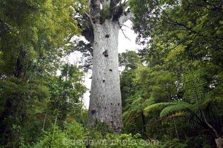 ancient;big;biggest;black-tree-fern;botany;bush;enormous;fern;ferns;flora;foiliage;forest;forests;giant;gigantic;huge;kauri;kauri-tree;kauri-trees;kauris;large;largest;mamaku;native;native-bush;native-forest;new-zealand;north-is.;north-island;Northland;old;ponga;punga;Tane-Mahuta;timber;tree;trees;very-old;Waipoua-Forest;waipoua-kauri-forest;wood