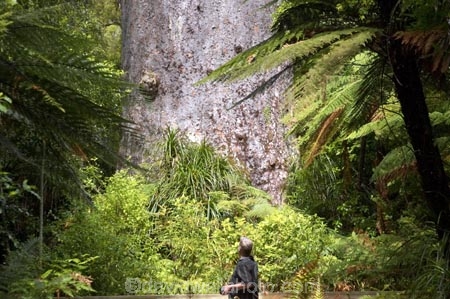 ancient;big;biggest;black-tree-fern;botany;bush;enormous;fern;ferns;flora;foiliage;forest;forests;giant;gigantic;huge;kauri;kauri-tree;kauri-trees;kauris;large;largest;mamaku;native;native-bush;native-forest;new-zealand;north-is.;north-island;Northland;old;ponga;punga;Tane-Mahuta;timber;tourism;tourist;tourists;tree;trees;very-old;Waipoua-Forest;waipoua-kauri-forest;wood