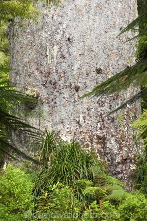 ancient;big;biggest;black-tree-fern;botany;bush;enormous;fern;ferns;flora;foiliage;forest;forests;giant;gigantic;huge;kauri;kauri-tree;kauri-trees;kauris;large;largest;mamaku;native;native-bush;native-forest;new-zealand;north-is.;north-island;Northland;old;ponga;punga;Tane-Mahuta;timber;tree;trees;very-old;Waipoua-Forest;waipoua-kauri-forest;wood