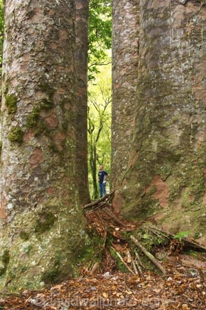 ancient;big;botany;bush;enormous;flora;forest;forests;giant;gigantic;huge;kauri;kauri-tree;kauri-trees;kauris;large;largest;native;native-bush;native-forest;new-zealand;north-is.;north-island;Northland;old;the-four-sisters;timber;tree;trees;very-old;Waipoua-Forest;waipoua-kauri-forest;wood