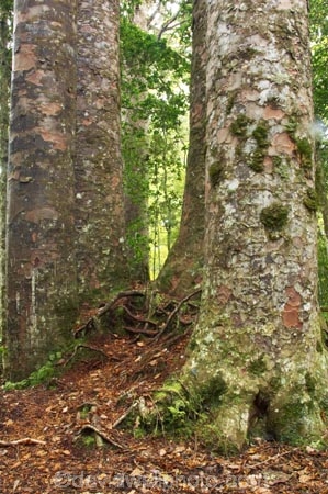 ancient;big;botany;bush;enormous;flora;forest;forests;giant;gigantic;huge;kauri;kauri-tree;kauri-trees;kauris;large;largest;native;native-bush;native-forest;new-zealand;north-is.;north-island;Northland;old;the-four-sisters;timber;tree;trees;very-old;Waipoua-Forest;waipoua-kauri-forest;wood