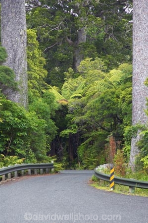 bend;bends;bitumen;black-tree-fern;botany;bush;centreline;corner;corners;driving;fern;ferns;flora;foiliage;forests;kauri;kauri-bridge;kauri-tree;kauri-trees;kauris;mamaku;native;native-forest;new-zealand;north-is.;north-island;Northland;ponga;punga;road;roading;roads;timber;transport;transportation;travel;traveling;travelling;tree;trees;Waipoua-Forest;waipoua-kauri-forest;wood