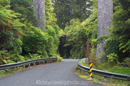 bend;bends;bitumen;black-tree-fern;botany;bush;centreline;corner;corners;driving;fern;ferns;flora;foiliage;forests;kauri;kauri-bridge;kauri-tree;kauri-trees;kauris;mamaku;native;native-forest;new-zealand;north-is.;north-island;Northland;ponga;punga;road;roading;roads;timber;transport;transportation;travel;traveling;travelling;tree;trees;Waipoua-Forest;waipoua-kauri-forest;wood