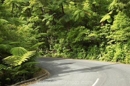bend;bends;bitumen;black-tree-fern;botany;bush;centreline;corner;corners;driving;fern;ferns;flora;foiliage;forests;mamaku;native;native-forest;new-zealand;north-is.;north-island;Northland;ponga;punga;road;roading;roads;timber;transport;transportation;travel;traveling;travelling;trees;Waipoua-Forest;waipoua-kauri-forest;wood