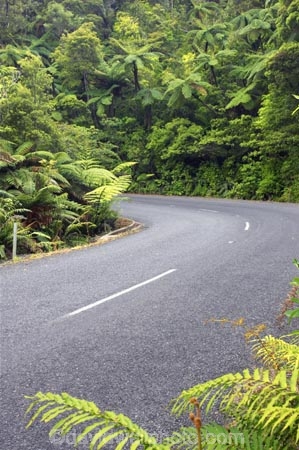 bend;bends;bitumen;black-tree-fern;botany;bush;centreline;corner;corners;driving;fern;ferns;flora;foiliage;forests;mamaku;native;native-forest;new-zealand;north-is.;north-island;Northland;ponga;punga;road;roading;roads;timber;transport;transportation;travel;traveling;travelling;trees;Waipoua-Forest;waipoua-kauri-forest;wood