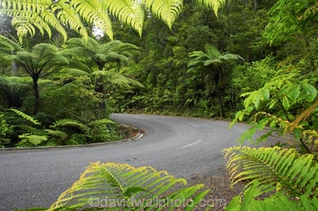 bend;bends;bitumen;black-tree-fern;botany;bush;centreline;corner;corners;driving;fern;ferns;flora;foiliage;forests;mamaku;native;native-forest;new-zealand;north-is.;north-island;Northland;ponga;punga;road;roading;roads;timber;transport;transportation;travel;traveling;travelling;trees;Waipoua-Forest;waipoua-kauri-forest;wood