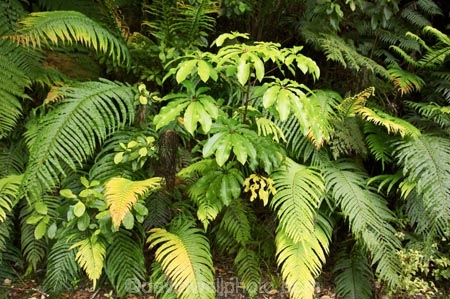 beautiful;beauty;bush;endemic;fern;ferns;forest;forests;green;lush;native;native-bush;native-forest;natives;natural;nature;New-Zealand;north-is.;north-island;northland;rain-forest;rain-forests;rain_forest;rain_forests;rainforest;rainforests;scene;scenic;verdant;waipoua-kauri-forest;wood;woods