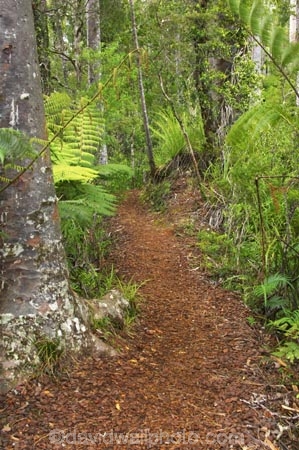 beautiful;beauty;bush;doc;endemic;fern;ferns;forest;forests;green;hiking-track;hiking-tracks;lush;native;native-bush;native-forest;natives;natural;nature;New-Zealand;north-is.;north-island;northland;rain-forest;rain-forests;rain_forest;rain_forests;rainforest;rainforests;ricker-track;rickers-track;scene;scenic;timber;tracks;tree;tree-trunk;tree-trunks;trees;trunk;trunks;verdant;waipoua-kauri-forest;walking-track;walking-tracks;wood;woods