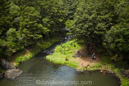 beautiful;beauty;bush;endemic;forest;forests;green;Hatea-River;N.I.;N.Z.;native;native-bush;natives;natural;nature;New-Zealand;NI;North-Is;North-Is.;North-Island;Northland;NZ;people;person;rain-forest;rain-forests;rain_forest;rain_forests;rainforest;rainforests;scene;scenic;Tikipunga;tourism;tourist;tourists;tree;trees;Whangarei