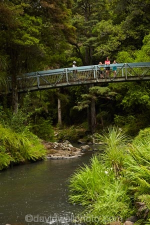 beautiful;beauty;bridge;bridges;bush;endemic;foot-bridge;foot-bridges;footbridge;footbridges;forest;forests;green;Hatea-River;hiking-track;hiking-tracks;N.I.;N.Z.;native;native-bush;natives;natural;nature;New-Zealand;NI;North-Is;North-Is.;North-Island;Northland;NZ;pedestrian-bridge;pedestrian-bridges;people;person;rain-forest;rain-forests;rain_forest;rain_forests;rainforest;rainforests;scene;scenic;Tikipunga;tourism;tourist;tourists;track;tracks;tree;trees;walking-track;walking-tracks;Whangarei