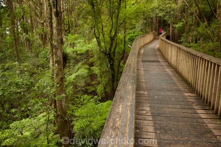 A.H.-Reed-Memorial-Kauri-Park;A.H.-Reed-Memorial-Park;beautiful;beauty;bridge;bridges;bush;endemic;foot-bridge;foot-bridges;footbridge;footbridges;forest;forests;green;hiking-track;hiking-tracks;Kauri-Forest;Kauri-Forests;N.I.;N.Z.;native;native-bush;natives;natural;nature;New-Zealand;NI;North-Is;North-Is.;North-Island;Northland;NZ;pedestrian-bridge;pedestrian-bridges;people;person;rain-forest;rain-forests;rain_forest;rain_forests;rainforest;rainforests;scene;scenic;tourism;tourist;tourists;track;tracks;tree;tree-trunk;tree-trunks;trees;trunk;trunks;walking-track;walking-tracks;Whangarei;wood;woods