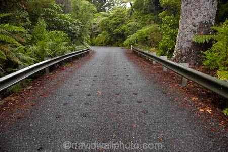 driving;highway;highways;kauri;kauri-bridge;kauri-bridges;Kauri-Coast;kauri-forest;kauri-forests;kauri-tree;kauri-trees;kauris;N.I.;N.Z.;New-Zealand;NI;North-Is;North-Is.;North-Island;Northland;NZ;open-road;open-roads;road;road-trip;roads;state-highway-12;state-highway-twelve;transport;transportation;travel;traveling;travelling;trip;Waipoua;Waipoua-Forest;Waipoua-Kauri-forest