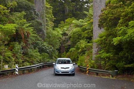 automobile;automobiles;car;cars;driving;highway;highways;kauri;kauri-bridge;kauri-bridges;Kauri-Coast;kauri-forest;kauri-forests;kauri-tree;kauri-trees;kauris;N.I.;N.Z.;New-Zealand;NI;North-Is;North-Is.;North-Island;Northland;NZ;open-road;open-roads;Road;road-trip;roads;state-highway-12;state-highway-twelve;Toyota-Carolla;Toyota-Carollas;tranportation;transport;transportation;travel;traveling;travelling;trip;trips;vehicle;vehicles;Waipoua;Waipoua-Forest;Waipoua-Kauri-forest