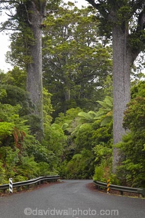 driving;highway;highways;kauri;kauri-bridge;kauri-bridges;Kauri-Coast;kauri-forest;kauri-forests;kauri-tree;kauri-trees;kauris;N.I.;N.Z.;New-Zealand;NI;North-Is;North-Is.;North-Island;Northland;NZ;open-road;open-roads;road;road-trip;roads;state-highway-12;state-highway-twelve;transport;transportation;travel;traveling;travelling;trip;Waipoua;Waipoua-Forest;Waipoua-Kauri-forest