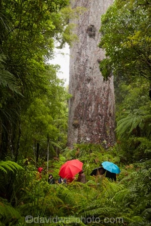 2000-year-old-kauri-tree;beautiful;beauty;bg-kauri;bg-kauris;big-tree;big-trees;bush;endemic;forest;forests;giant-2000-year-old-kauri-tree;giant-kauri;giant-kauris;giant-tree;giant-trees;green;kauri;Kauri-Coast;kauri-forest;kauri-forests;kauri-tree;kauri-trees;kauris;Lord-of-the-Forest;lush;N.I.;N.Z.;native;native-bush;natives;natural;nature;New-Zealand;NI;North-Is;North-Is.;North-Island;Northland;NZ;people;person;rain;rain-forest;rain-forests;rain_forest;rain_forests;rainforest;rainforests;raining;rainy;scene;scenic;Tane-Mahuta;Tane-Mahuta-Kauri-Tree;timber;tourism;tourist;tourists;tree;tree-trunk;tree-trunks;trees;trunk;trunks;umbrella;umbrellas;Waipoua;Waipoua-Forest;Waipoua-Kauri-forest;wood;woods