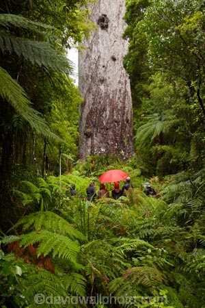 2000-year-old-kauri-tree;beautiful;beauty;bg-kauri;bg-kauris;big-tree;big-trees;bush;endemic;forest;forests;giant-2000-year-old-kauri-tree;giant-kauri;giant-kauris;giant-tree;giant-trees;green;kauri;Kauri-Coast;kauri-forest;kauri-forests;kauri-tree;kauri-trees;kauris;Lord-of-the-Forest;lush;N.I.;N.Z.;native;native-bush;natives;natural;nature;New-Zealand;NI;North-Is;North-Is.;North-Island;Northland;NZ;people;person;rain;rain-forest;rain-forests;rain_forest;rain_forests;rainforest;rainforests;raining;rainy;scene;scenic;Tane-Mahuta;Tane-Mahuta-Kauri-Tree;timber;tourism;tourist;tourists;tree;tree-trunk;tree-trunks;trees;trunk;trunks;umbrella;umbrellas;Waipoua;Waipoua-Forest;Waipoua-Kauri-forest;wood;woods