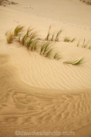 Desmoschoenus-spiralis;dune;dunes;Far-North;Golden-Sand-Sedge;N.I.;N.Z.;native-perennial-sedge;native-plant;native-plants;New-Zealand;new-zealand-native;NI;North-Is;North-Is.;North-Island;Northland;NZ;pattern;patterns;Pikao;Pingao;ripple;ripples;sand;sand-dune;sand-dunes;sand-hill;sand-hills;sand-pattern;sand-patterns;sand-ripple;sand-ripples;sand_dune;sand_dunes;sand_hill;sand_hills;sanddune;sanddunes;sandhill;sandhills;sandy;Te-Paki-Creek;Te-Paki-Dunes;Te-Paki-Recreational-Reserve;Te-Paki-Reserve;Te-Paki-Sand-Dunes;Te-Paki-Sand-Hills;Te-Paki-Stream;water-pattern;water-patterns;wind-pattern;wind-patterns