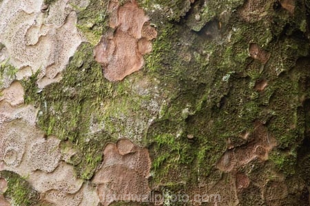 A.H.-Reed-Memorial-Kauri-Park;bark;bush;endemic;flora;forest;forestry;forests;kauri;kauris;native;native-bush;natives;new-zealand;north-is.;north-island;Northland;outdoor;outdoors;rain-forest;rain-forests;rain_forest;rain_forests;rainforest;rainforests;timber;tree;tree-trunk;tree-trunks;trees;trunk;trunks;Whangarei;wood;woods