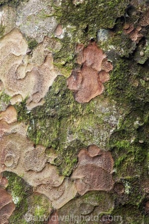 A.H.-Reed-Memorial-Kauri-Park;bark;bush;endemic;flora;forest;forestry;forests;kauri;kauris;native;native-bush;natives;new-zealand;north-is.;north-island;Northland;outdoor;outdoors;rain-forest;rain-forests;rain_forest;rain_forests;rainforest;rainforests;timber;tree;tree-trunk;tree-trunks;trees;trunk;trunks;Whangarei;wood;woods