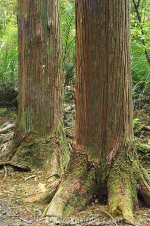 A.H.-Reed-Memorial-Kauri-Park;bark;bush;endemic;flora;forest;forestry;forests;native;native-bush;natives;new-zealand;north-is.;north-island;Northland;outdoor;outdoors;rain-forest;rain-forests;rain_forest;rain_forests;rainforest;rainforests;straight;timber;tree;tree-trunk;tree-trunks;trees;trunk;trunks;two;Whangarei;wood;woods