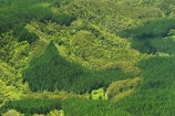 aerial;aerials;bay-of-islands;forest;forestry;kerikeri;native-bush;new-zealand;north-is.;north-island;northland;pine;pines;punus-radiata;rural