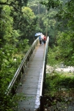 bridges;bush;cross;Crossing;forest;hike;hikers;hiking;Outdoor;Outdoors;Outside;track;tramp;trampers;tramping;wooden