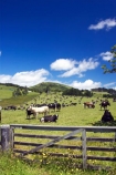 agricultural;agriculture;country;countryside;cow;cows;crop;crops;dairy;dairy-cow;dairy-cows;dairy-farm;dairy-farms;farm;farming;farmland;farms;field;fields;gate;gates;gateway;gateways;hokianga;horticulture;kaikohe;meadow;meadows;new-zealand;north-is.;north-island;northland;paddock;paddocks;pasture;pastures;rural