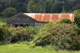 character;derelict;hokianga;new-zealand;north-is.;north-island;northland;old;Omapere;run-down;rusty;waimamaku