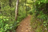beautiful;beauty;bush;doc;endemic;fern;ferns;forest;forests;green;hiking-track;hiking-tracks;lush;native;native-bush;native-forest;natives;natural;nature;New-Zealand;north-is.;north-island;northland;rain-forest;rain-forests;rain_forest;rain_forests;rainforest;rainforests;ricker-track;rickers-track;scene;scenic;timber;tracks;tree;tree-trunk;tree-trunks;trees;trunk;trunks;verdant;waipoua-kauri-forest;walking-track;walking-tracks;wood;woods