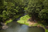 beautiful;beauty;bush;endemic;forest;forests;green;Hatea-River;N.I.;N.Z.;native;native-bush;natives;natural;nature;New-Zealand;NI;North-Is;North-Is.;North-Island;Northland;NZ;people;person;rain-forest;rain-forests;rain_forest;rain_forests;rainforest;rainforests;scene;scenic;Tikipunga;tourism;tourist;tourists;tree;trees;Whangarei