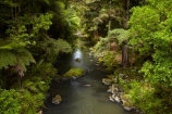 beautiful;beauty;bush;endemic;forest;forests;green;Hatea-River;N.I.;N.Z.;native;native-bush;natives;natural;nature;New-Zealand;NI;North-Is;North-Is.;North-Island;Northland;NZ;rain-forest;rain-forests;rain_forest;rain_forests;rainforest;rainforests;scene;scenic;Tikipunga;tree;trees;Whangarei