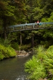 beautiful;beauty;bridge;bridges;bush;endemic;foot-bridge;foot-bridges;footbridge;footbridges;forest;forests;green;Hatea-River;hiking-track;hiking-tracks;N.I.;N.Z.;native;native-bush;natives;natural;nature;New-Zealand;NI;North-Is;North-Is.;North-Island;Northland;NZ;pedestrian-bridge;pedestrian-bridges;people;person;rain-forest;rain-forests;rain_forest;rain_forests;rainforest;rainforests;scene;scenic;Tikipunga;tourism;tourist;tourists;track;tracks;tree;trees;walking-track;walking-tracks;Whangarei