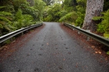 driving;highway;highways;kauri;kauri-bridge;kauri-bridges;Kauri-Coast;kauri-forest;kauri-forests;kauri-tree;kauri-trees;kauris;N.I.;N.Z.;New-Zealand;NI;North-Is;North-Is.;North-Island;Northland;NZ;open-road;open-roads;road;road-trip;roads;state-highway-12;state-highway-twelve;transport;transportation;travel;traveling;travelling;trip;Waipoua;Waipoua-Forest;Waipoua-Kauri-forest
