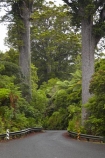 driving;highway;highways;kauri;kauri-bridge;kauri-bridges;Kauri-Coast;kauri-forest;kauri-forests;kauri-tree;kauri-trees;kauris;N.I.;N.Z.;New-Zealand;NI;North-Is;North-Is.;North-Island;Northland;NZ;open-road;open-roads;road;road-trip;roads;state-highway-12;state-highway-twelve;transport;transportation;travel;traveling;travelling;trip;Waipoua;Waipoua-Forest;Waipoua-Kauri-forest