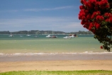 Bay-of-Is;Bay-of-Islands;beach;beaches;coast;coastal;coastline;crimson;flower;flowers;icon;icons;metrosideros-excelsa;N.I.;N.Z.;native;native-plant;native-plants;nature;new-zealand;NI;North-Auckland;North-Is;north-is.;north-island;Northland;NZ;Paihia;plant;plants;pohutakawa;pohutakawas;Pohutukawa;pohutukawa-flower;pohutukawa-flowers;pohutukawa-tree;pohutukawa-trees;pohutukawas;red;sand;sandy;shore;shoreline;summer;symbol;symbols;tree;trees
