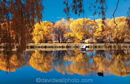 autumn;duck;ducks;fall;lake;lakes;meridian;reflection;reflections;tree;trees;water;willow;willows