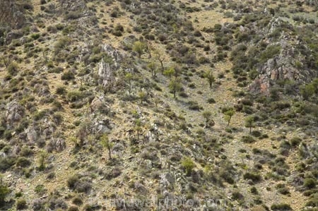 dry;Kowhai;N.Z.;New-Zealand;North-Otago;NZ;Otago;SI;Sophora-sp;South-Island;steep;Waitaki-District;Waitaki-Valley