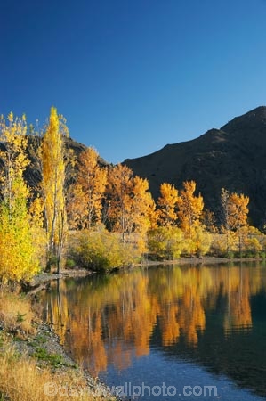 autuminal;autumn;autumn-colour;autumn-colours;autumnal;calm;color;colors;colour;colours;deciduous;fall;lake;Lake-Aviemore;lakes;N.Z.;New-Zealand;North-Otago;NZ;Otago;placid;quiet;reflection;reflections;S.I.;season;seasonal;seasons;serene;SI;smooth;South-Island;still;tranquil;tree;trees;Waitaki-District;Waitaki-Region;Waitaki-Valley;water;yellow