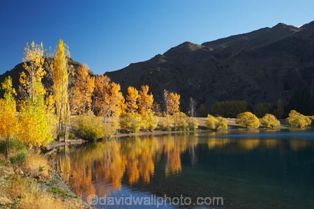 autuminal;autumn;autumn-colour;autumn-colours;autumnal;calm;color;colors;colour;colours;deciduous;fall;lake;Lake-Aviemore;lakes;N.Z.;New-Zealand;North-Otago;NZ;Otago;placid;quiet;reflection;reflections;S.I.;season;seasonal;seasons;serene;SI;smooth;South-Island;still;tranquil;tree;trees;Waitaki-District;Waitaki-Region;Waitaki-Valley;water;yellow