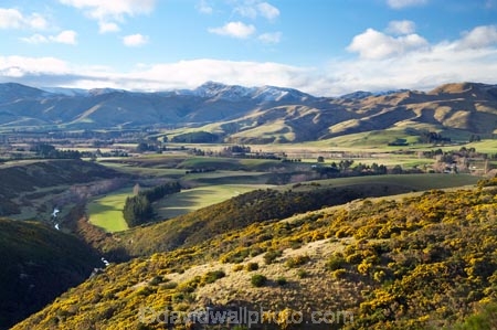 agricultural;agriculture;country;countryside;farm;farming;farmland;farms;field;fields;gorse;Kakanui-Mountains;meadow;meadows;N.Z.;New-Zealand;North-Otago;noxious-plant;noxious-plants;noxious-weed;noxious-weeds;NZ;paddock;paddocks;pasture;pastures;pest;Razorback-Range;rural;S.I.;SI;South-Is;South-Island;Waitaki-District;Waitaki-Region;weed;winter
