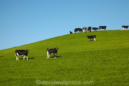 agricultural;agriculture;animal;animals;blue-skies;blue-sky;cattle;country;countryside;cow;cows;dairy;dairy-cow;dairy-cows;dairy-farm;dairy-farms;farm;farming;farmland;farms;field;fields;grassy;green;green-grass;Herbivore;Herbivores;Herbivorous;Livestock;mammal;mammals;meadow;meadows;N.Z.;New-Zealand;North-Otago;NZ;Otago;paddock;paddocks;pasture;pastures;rural;sky;South-Is;South-Island;stock;Waitaki-District;Waitaki-Region