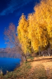 autumn;autumnal;fall;gold;golden;hydro-lake;hydro_electric;lakes;tree;trees;water;willow;willows