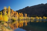 autuminal;autumn;autumn-colour;autumn-colours;autumnal;calm;color;colors;colour;colours;deciduous;fall;lake;Lake-Aviemore;lakes;N.Z.;New-Zealand;North-Otago;NZ;Otago;placid;quiet;reflection;reflections;S.I.;season;seasonal;seasons;serene;SI;smooth;South-Island;still;tranquil;tree;trees;Waitaki-District;Waitaki-Region;Waitaki-Valley;water;yellow