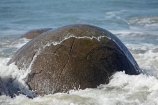 beach;beaches;boulder;coast;coastal;coastline;coastlines;coasts;concretion;foreshore;formation;geological;geology;marble;marbles;Moeraki;Moeraki-Boulder;Moeraki-Boulders;N.Z.;New-Zealand;North-Otago;NZ;ocean;Otago;rock;rocks;round;S.I.;sand;sea;sedimentary;shore;shoreline;shorelines;shores;SI;South-Is;South-Is.;South-Island;sphere;splash;splashes;splashing;unusual-geologocal-feature;unusual-geologocal-features;unusual-natural-feature;unusual-natural-features;unusual-rock;unusual-rocks;Waikati-District;Waitaki-District;Waitaki-Region;water;wave;waves