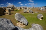 Elephant-Rocks;geological;geology;N.Z.;New-Zealand;North-Otago;NZ;Otago;rock;rock-formation;rock-formations;rock-outcrop;rock-outcrops;rock-tor;rock-torr;rock-torrs;rock-tors;rocks;S.I.;sedementary;sheep;SI;South-Is;South-Island;Sth-Is;stone;unusual;Waitaki;Waitaki-District;Waitaki-Region